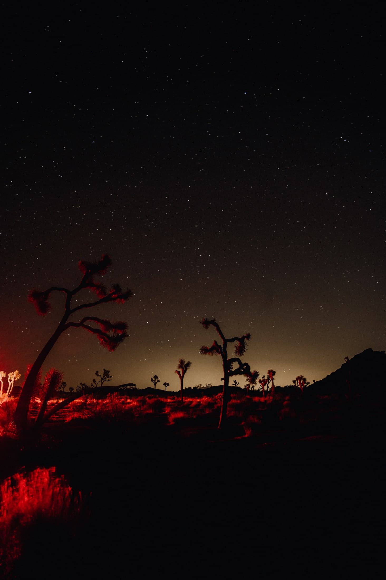 Joshua trees silhouetted under a starry night sky